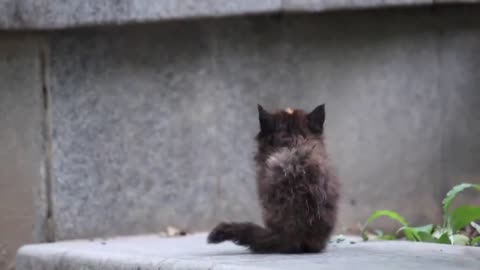 Wandering cats, mother and son depend on each other