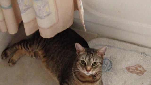 liitel funny cat fliping
