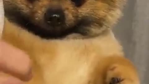 CUTEST LITTLE ANIMALS PART : 55 💕