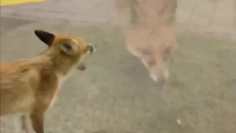 Feed for fox wildlife