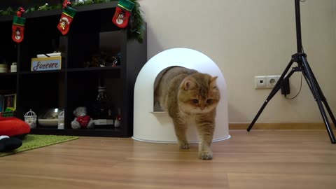 Igloo