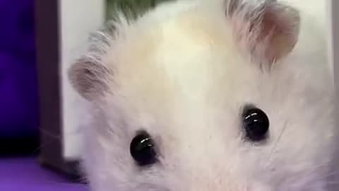 Hamster impostor vs crewmate ep.1
