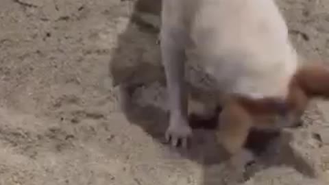 Adorable Dog loves Playing in the sand.