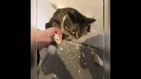 Funny animal video 😂😂😂