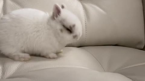 A lovely little animal