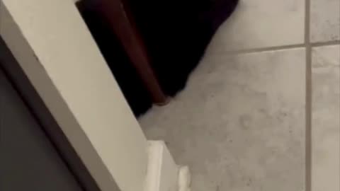 Cute Precious Piper Asks for Kitty Treats - Adopting a Cat from a Shelter Vlog #shorts