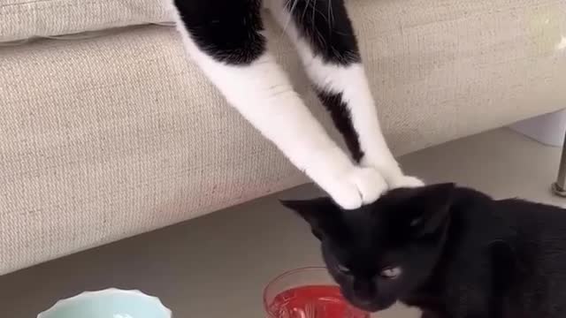 #funnyanimal #cutecat