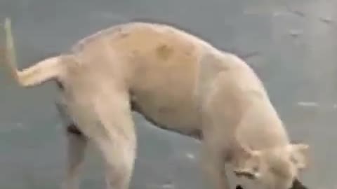 Monkey against dog funny animals