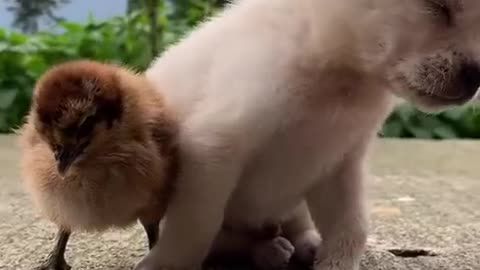 Funniest Cats and Dogs 😹🐶