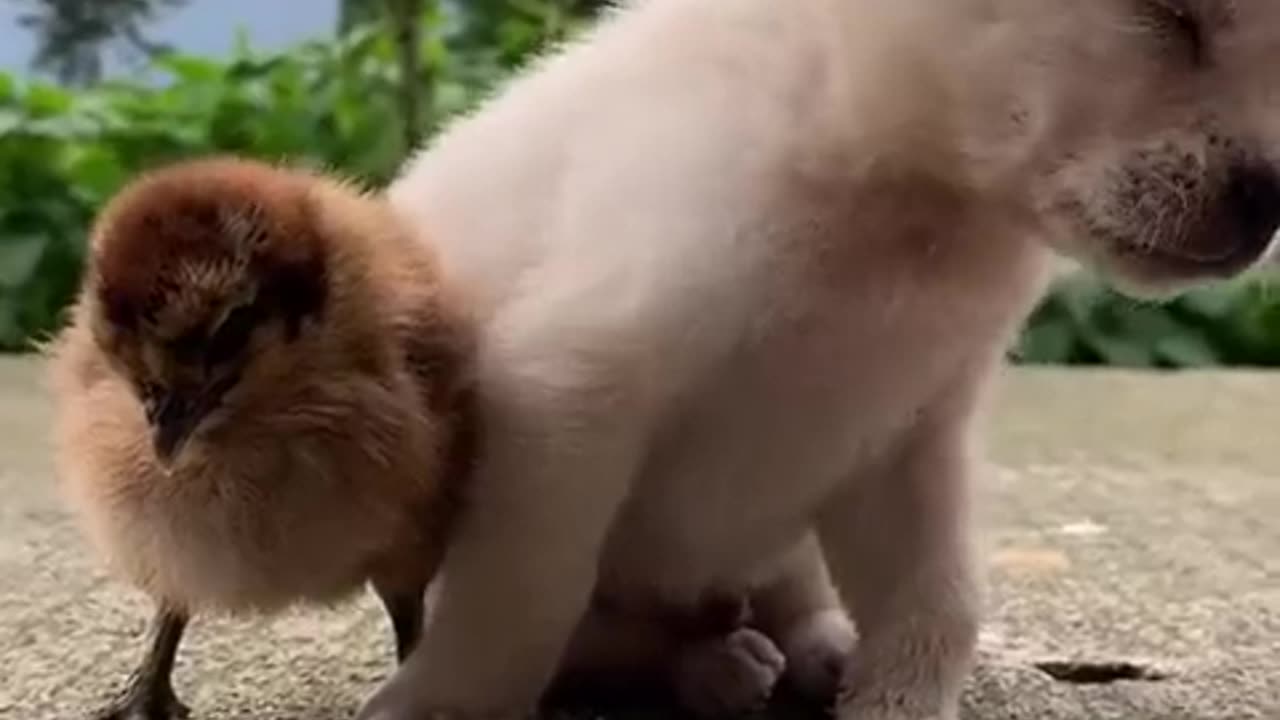 Funniest Cats and Dogs 😹🐶