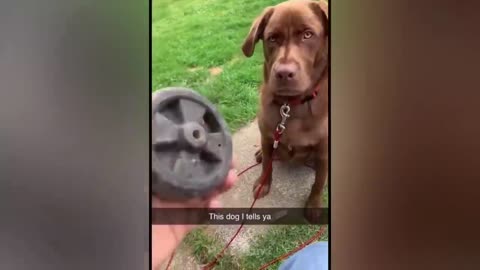 Best Funny Reaction Video- Funniest Animals 2023