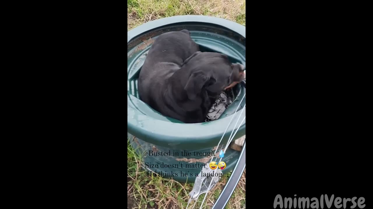 🐾Hilarious Dogs and Cats Moments 2023😂🐶🐱
