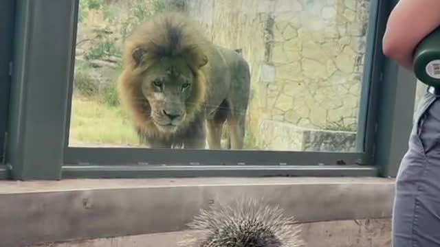 Elmer the porcupine paid another visit to the lions! 🦔❤️🦁