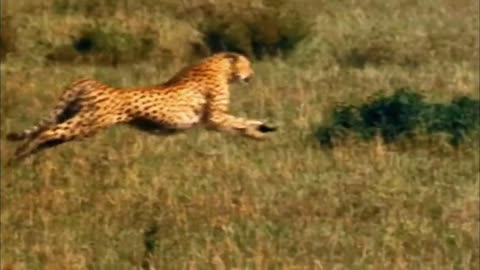 Fast Leopard