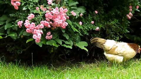 FARM ANIMALS_ Animale domestice - Nature