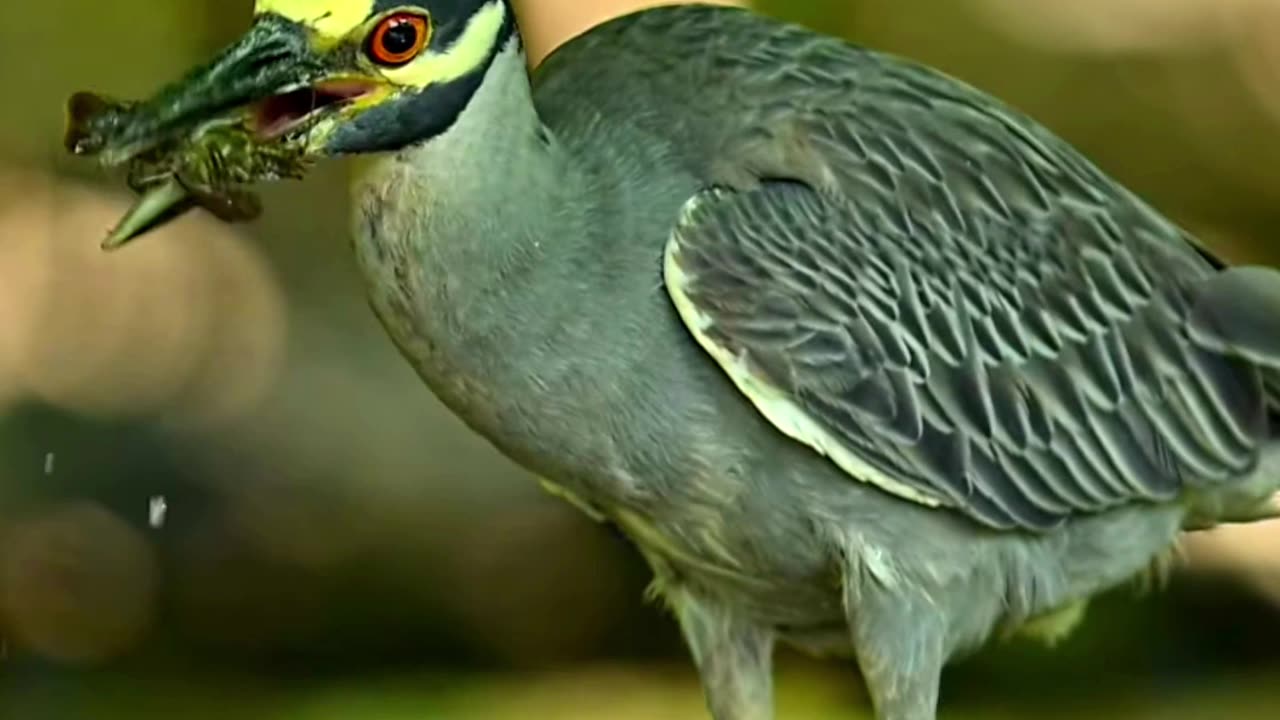 Beautiful wild Bird 😻