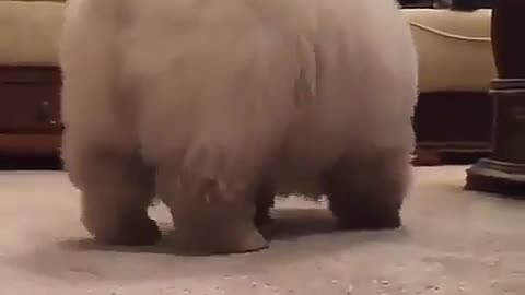 A cute puppy.