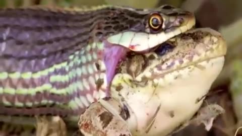 Sneak Attack frog