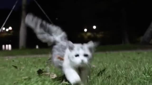 #pets #petlover #dog#doglover #cutebaby #cute #animals #lovely