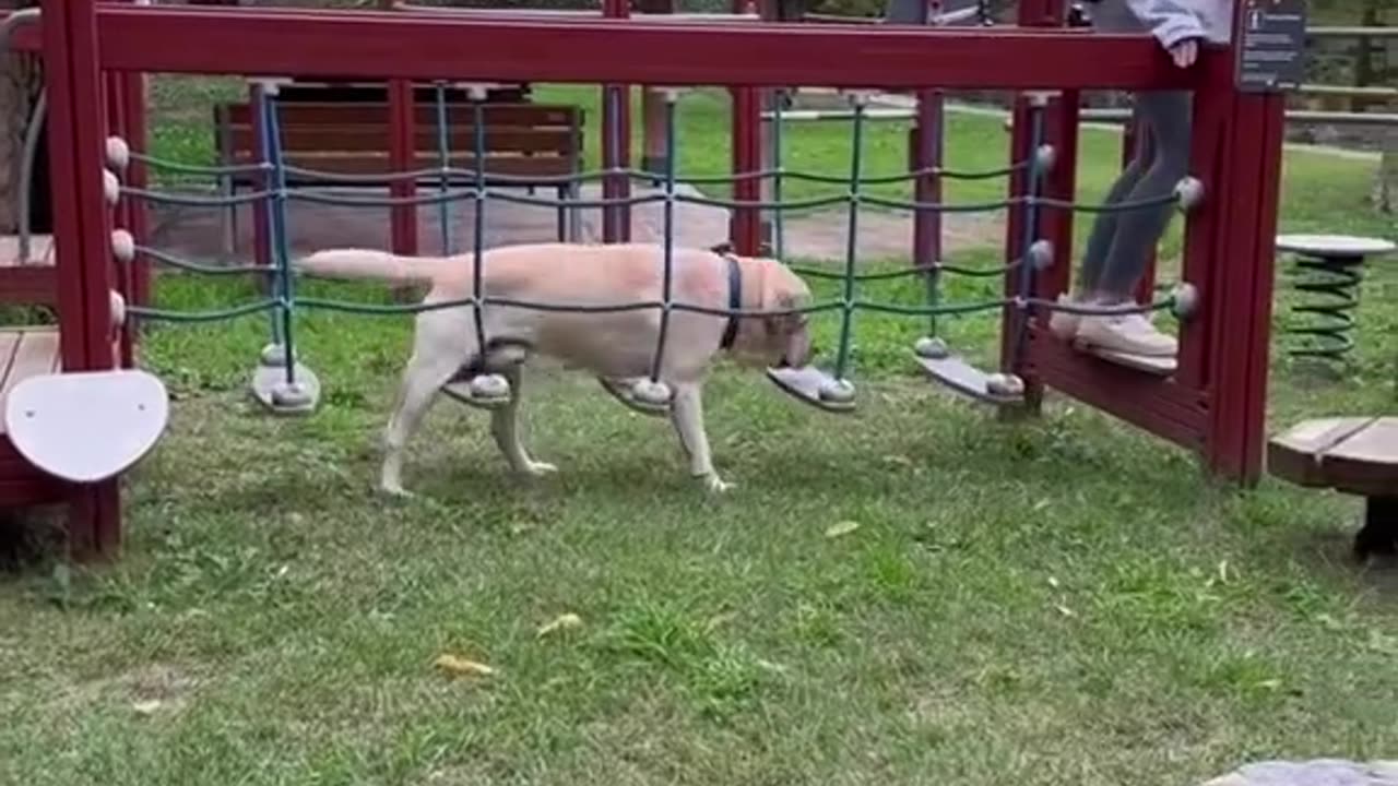 Dog-Poodle Dog walking