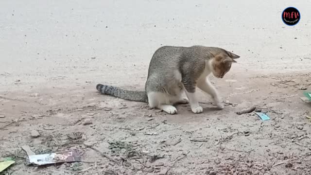 Funny Cats and Playing Compilation for laugh #mayafunnyvideo