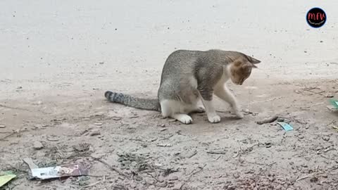 Funny Cats and Playing Compilation for laugh #mayafunnyvideo