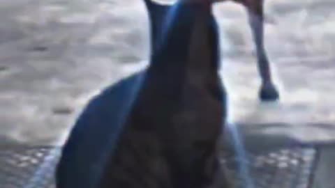 I want to show you a dancing demon