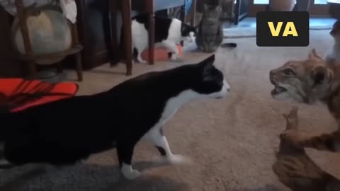"Hilarious Cat Compilation - You Won't Stop Laughing!"
