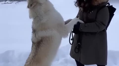 Doge video doge caring video
