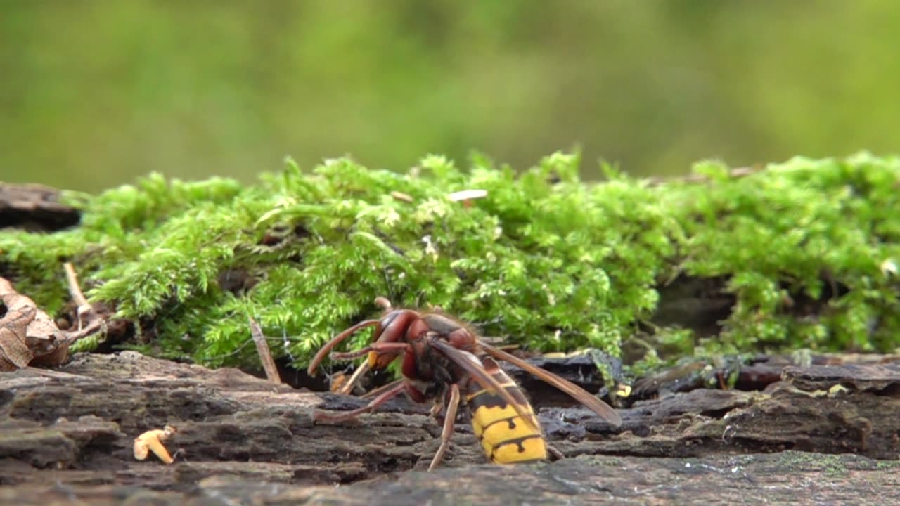 Hornets and Wasps Battle in Slow Motion