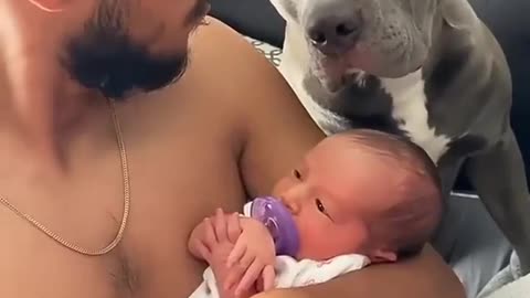 This Cute Dog is Playing With the Child