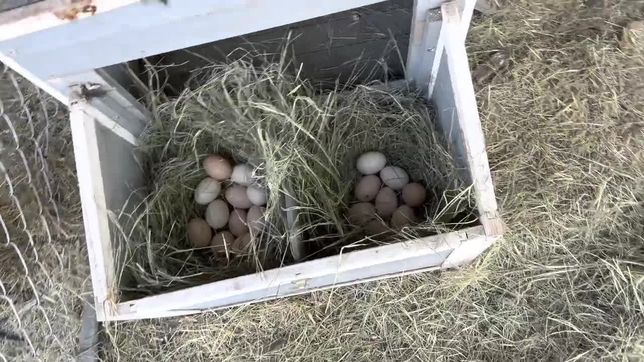 How to Fight a Kangaroo (and talk to eggs)6