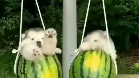 🍉 Арбузики💕