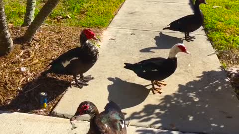 Some very friendly ducks look like they want in our house