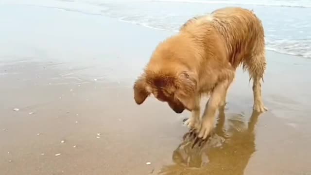 Video of my pet dog playing at the seaside