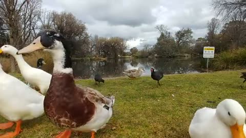 Duck 🦆 video