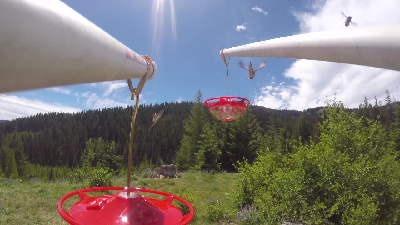 Hummingbirds While Camping July 2022