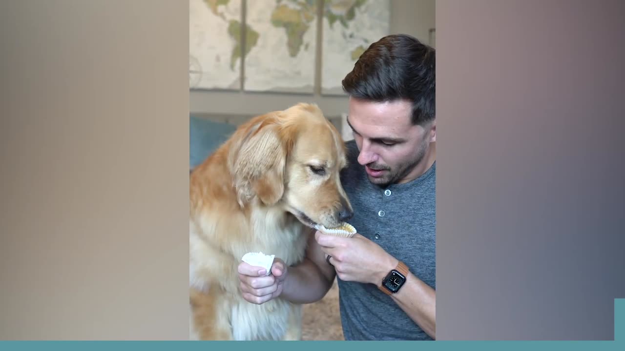 The Ultimate Dog Taste Test Compilation