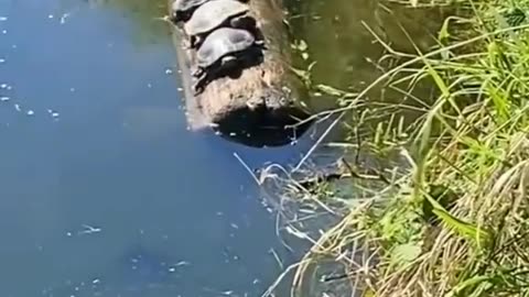 Turtles Balance