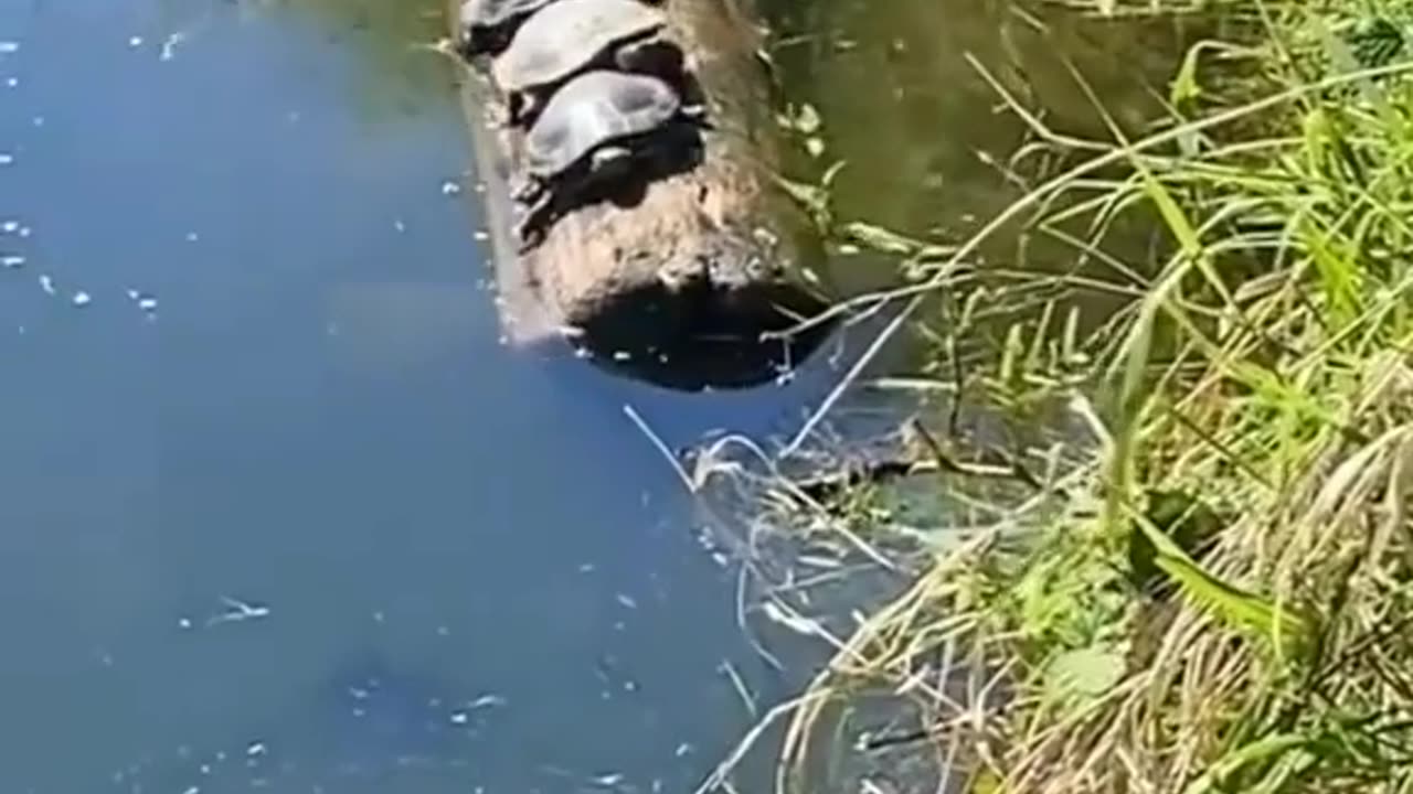 Turtles Balance
