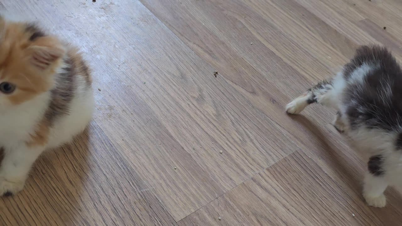 Cutest multi coloured kitten