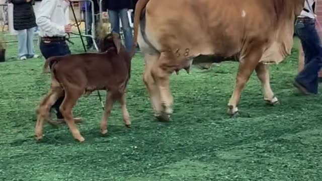 When you wanna be just like Mom
