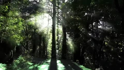nature