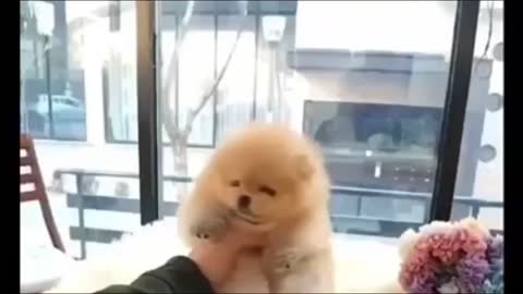puppies playing