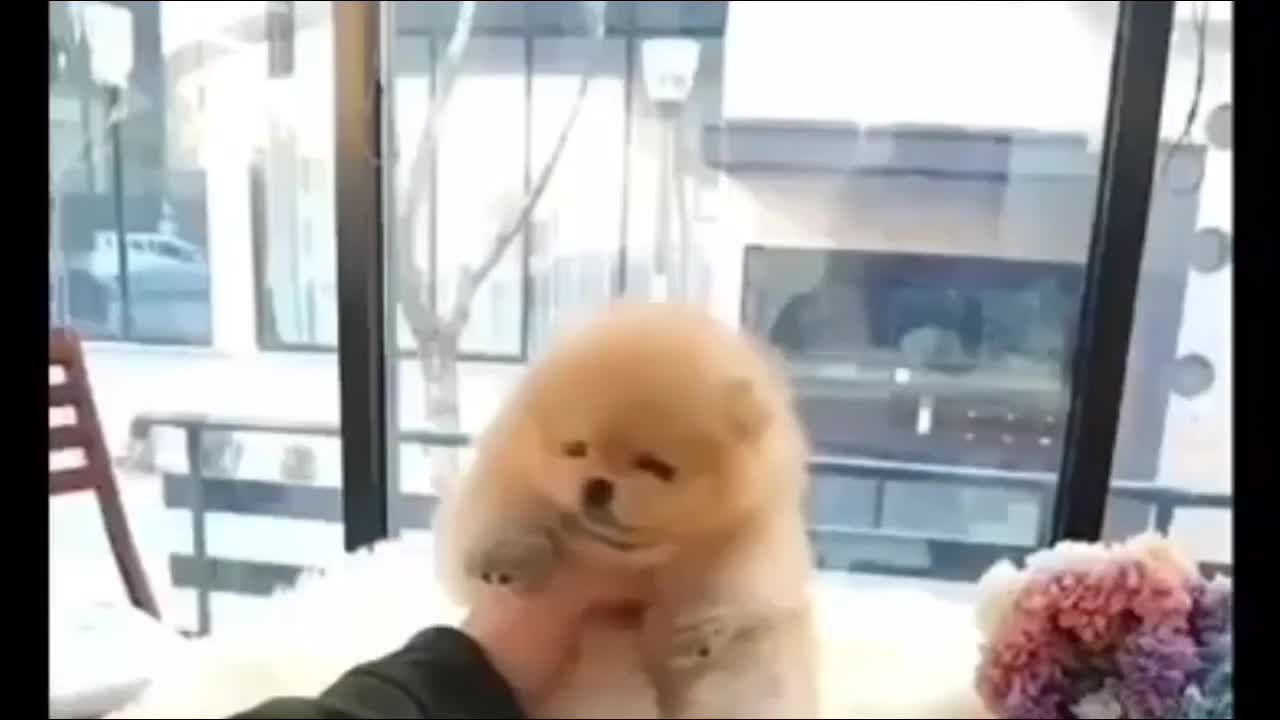 puppies playing