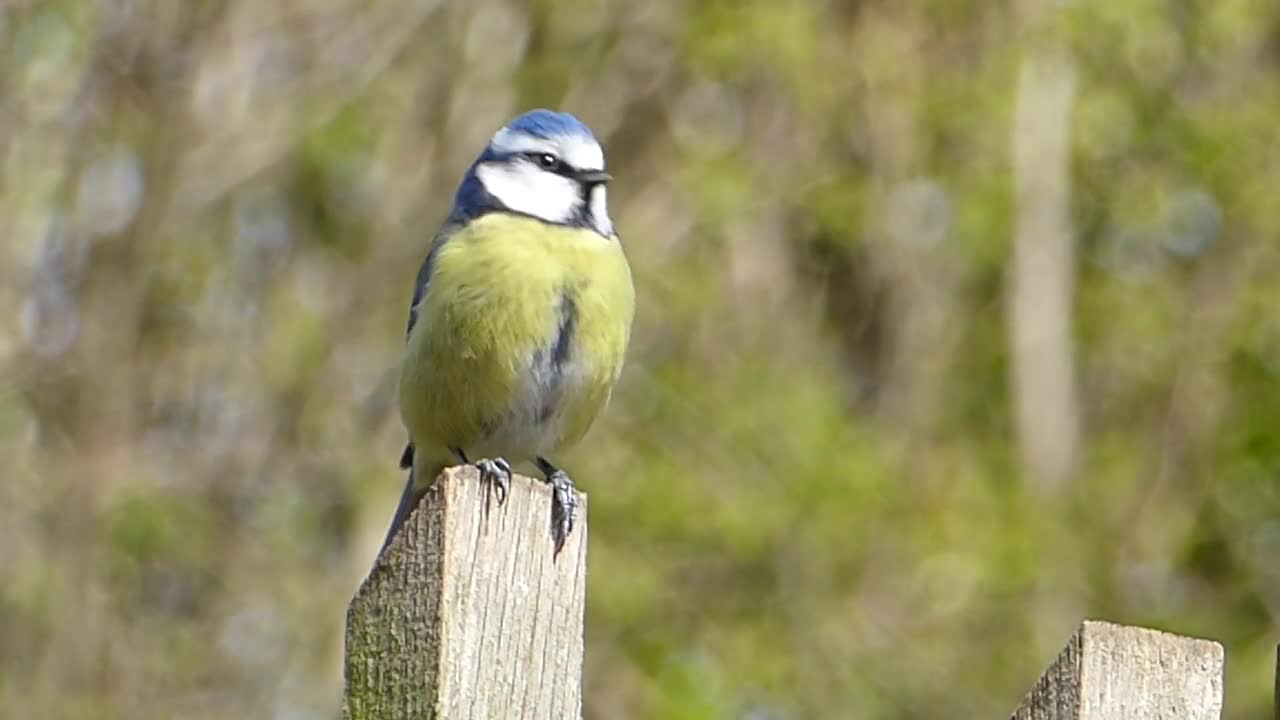 Singing Bird In Jungle | Beautiful Nature