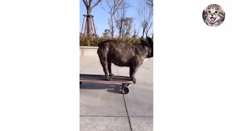 Funny Animal Videos | Funniest Animals Funny Video