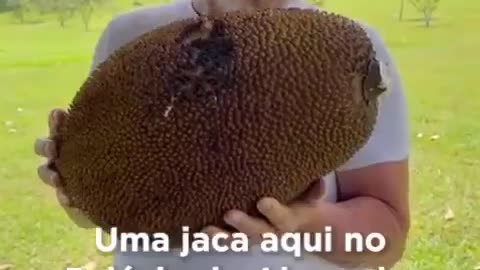 Lula deseja boa sorte aos candidatos do Enem com jaca