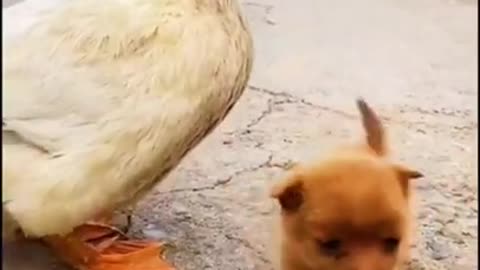 duck and puppy friends