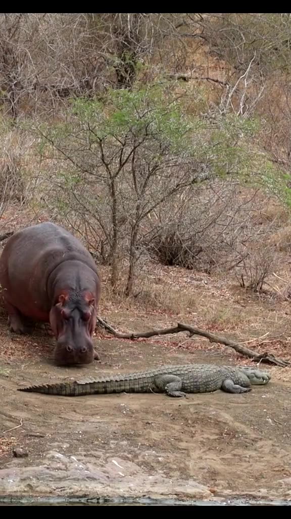 Hippo Potas Walking Infront of Crocodile